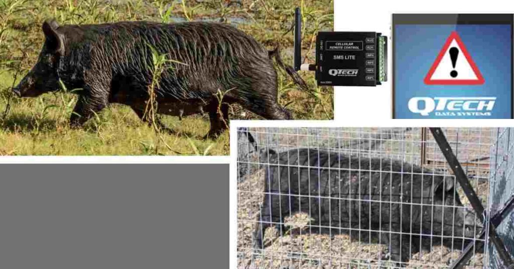 Feral Pig trap 4G SMS Lite