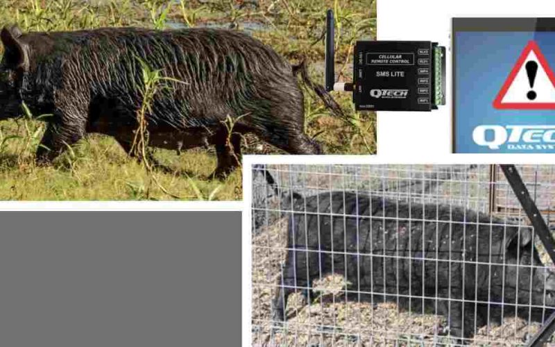 Feral Pig trap 4G SMS Lite